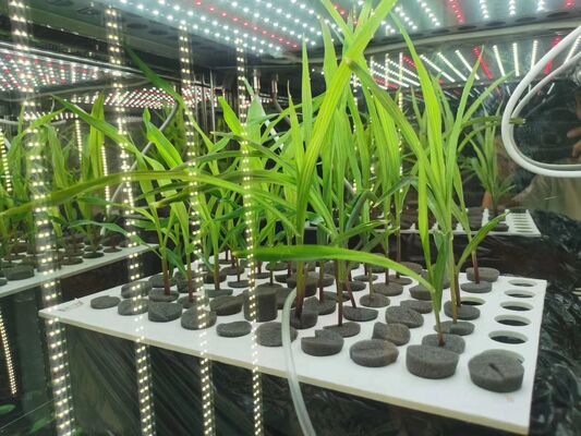 LIYI Price of 2-Side 3-Side Environmental Artificial Climate Testing Illumination Plant Growth Incubator Chamber for Sale